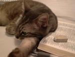 bible cat