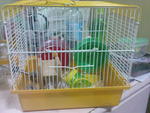 the cage of the 5 baby hamster