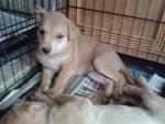 Puppies For Adoption - Mixed Breed Dog