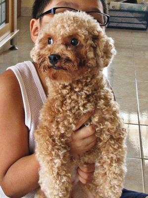 Spayed - Poodle Dog