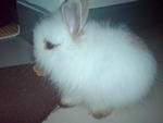 Baby - Angora Rabbit Rabbit