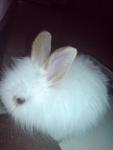 Baby - Angora Rabbit Rabbit