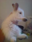 Baby - Angora Rabbit Rabbit