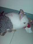 Baby - Angora Rabbit Rabbit