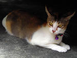 Jessica - Domestic Short Hair + Calico Cat