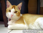 Jayson - Domestic Short Hair Cat