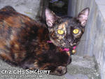 Jolyn - Domestic Short Hair + Tortoiseshell Cat