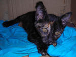 Jolyn - Domestic Short Hair + Tortoiseshell Cat