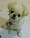 Kiko - Pekingese Dog