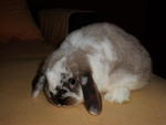 Eclipse - Holland Lop Rabbit