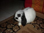 Charlyz - Holland Lop Rabbit