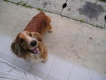 Joey - English Cocker Spaniel Dog