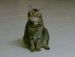 Ketoi - Domestic Short Hair Cat