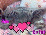 Ketoi - Domestic Short Hair Cat