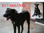 Reward Rm6000 - Spitz + Rottweiler Dog