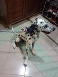 Scruffy - Dalmatian Dog