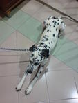 Scruffy - Dalmatian Dog