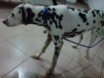 Pogo - Dalmatian Dog