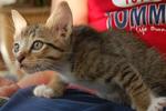 Mojo's Kittens - Domestic Short Hair + Tabby Cat