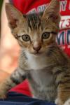 Mojo's Kittens - Domestic Short Hair + Tabby Cat