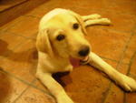 Hana - Labrador Retriever Dog