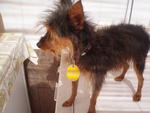 Sparkle - Silky Terrier + Miniature Pinscher Dog