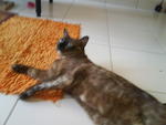 lying on floor manja2