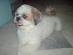 Herry - Shih Tzu Dog