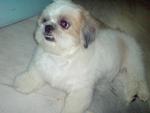 Herry - Shih Tzu Dog