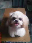 Herry - Shih Tzu Dog