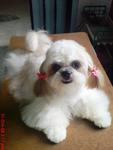 Herry - Shih Tzu Dog