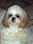 Herry - Shih Tzu Dog