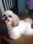 Herry - Shih Tzu Dog