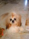 Herry - Shih Tzu Dog