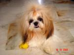 Herry - Shih Tzu Dog