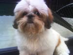 Herry - Shih Tzu Dog