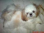 Herry - Shih Tzu Dog