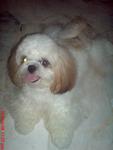 Herry - Shih Tzu Dog