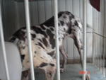 Last Chance  - Great Dane Dog