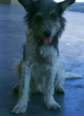 Teri - Wirehaired Terrier + Jack Russell Terrier Dog