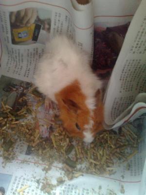 Hero - Guinea Pig Small & Furry