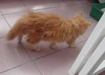 Oyen - Persian + Domestic Long Hair Cat