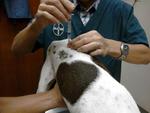 1st heartworm drug injection on 10 Oct