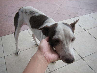 Baby - Mixed Breed Dog