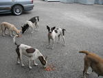 Baby eating with other strays at my workplace