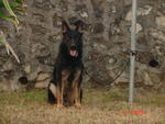 Schtzund Training For Dogs - German Shepherd Dog + Rottweiler Dog