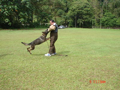 Schtzund Training For Dogs - German Shepherd Dog + Rottweiler Dog