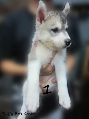 Siberian Husky Cheap Sale - Siberian Husky Dog