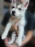 - Breed : Siberian Husky - Gender : Female - D.O.B : 3 August 2011 - Primary Color : Grey and White 