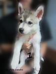 - Breed : Siberian Husky - Gender : Female - D.O.B : 3 August 2011 - Primary Color : Grey and White 